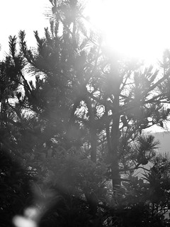 Back lit pine