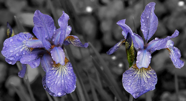 Japanese Irises Kissed By Rain