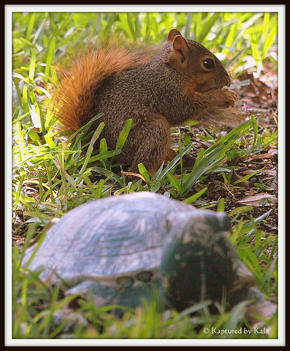 baby squirrel | by Kaptured by Kala