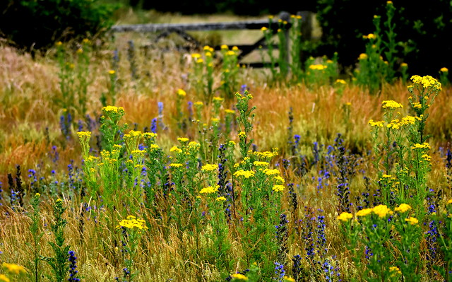 The meadow and the gate.