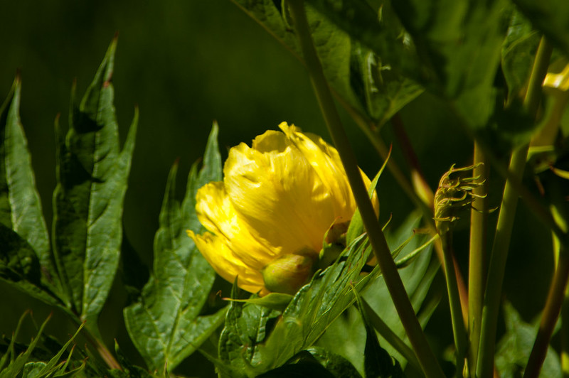 Tree peony flower, Badger