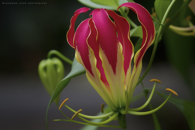 Gloriosa superba - fire lily