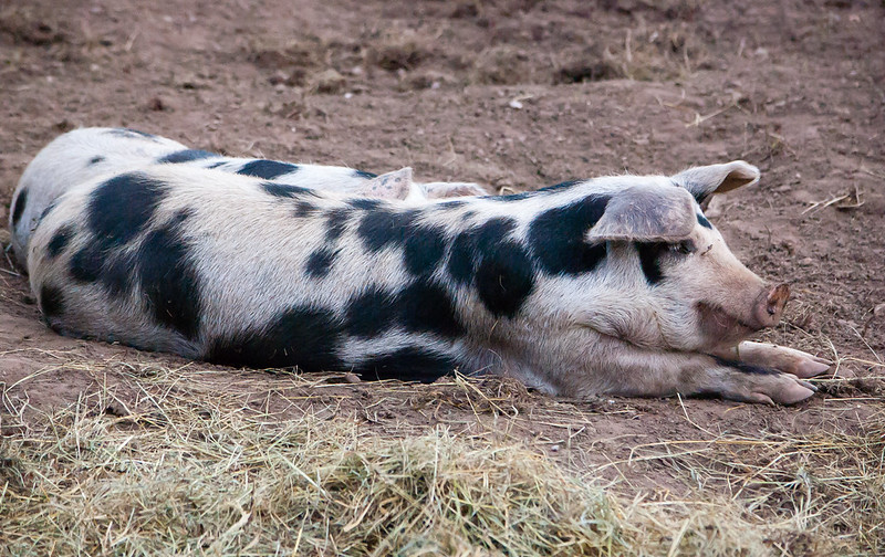 Young spot
