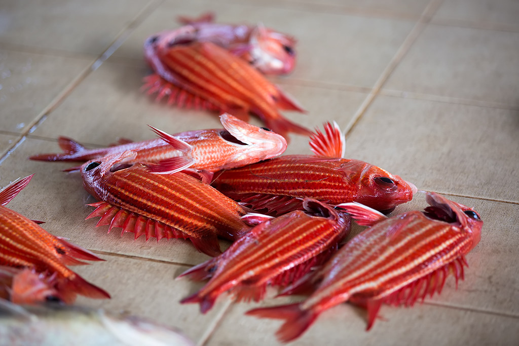 Red fish at Muttrah fish market in Muscat, Oman.
