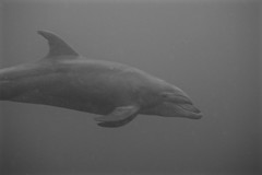 Common bottlenose dolphin (Tursiops truncatus)