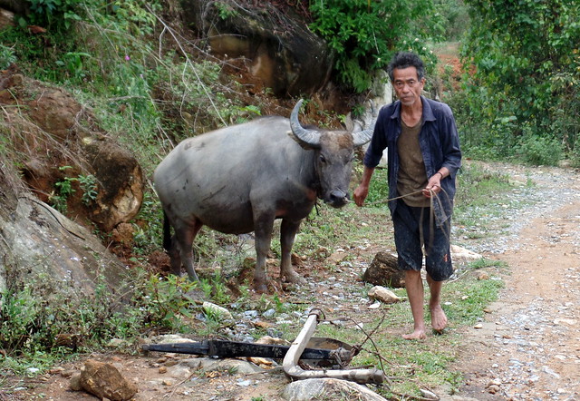 A man leading a water buffalo
