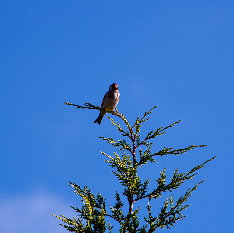 Goldfinch, on top of tree, calling