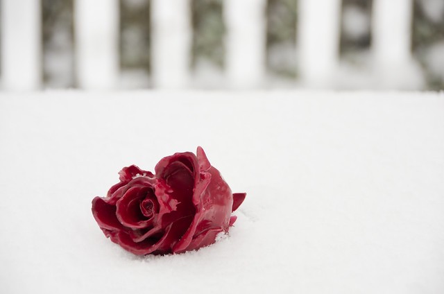 Eine echte Schnee-Rose für Julia zum Geburtstag und für euch alle hier (*-*)