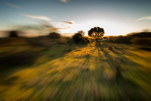 Barruecos  270117-1300 by Eduardo Estéllez, tree oak creativeeffect natural spain sunset barruecos area landscape beautiful nature color white o