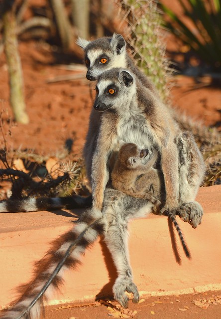 Ring-tailed Lemur family (Lemur catta) sunbathing early morning at Berenty Reserve, Southern Madagascar.