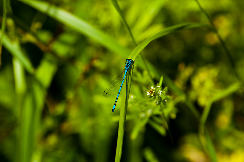 Common blue damsel fly, male, Packhorse Bridge LNR