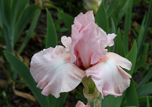 Iris rose - Lilou [identification en cours] 9121028295_c01b4422f8