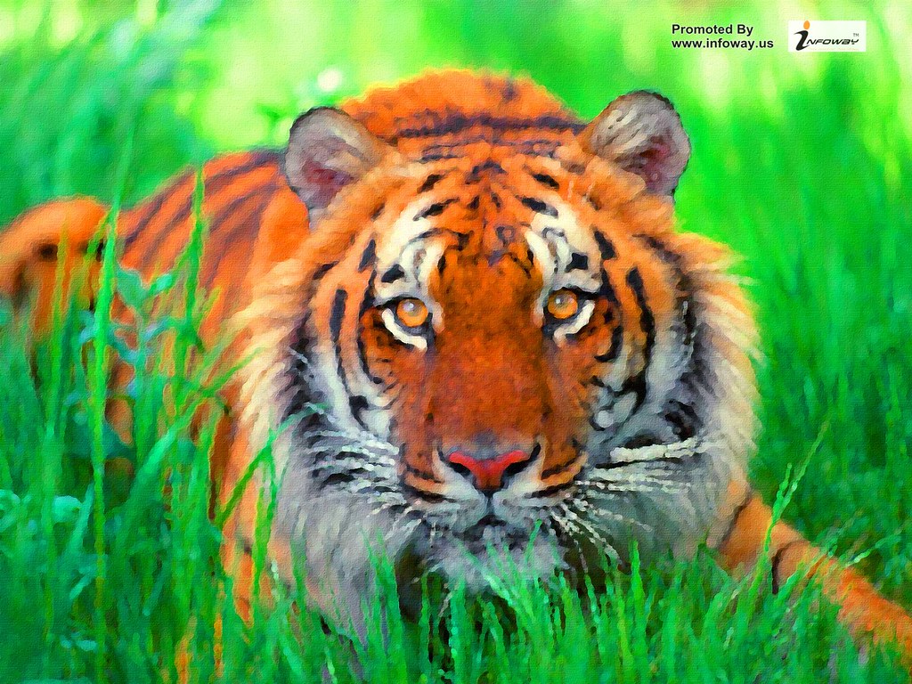 Desktop Tiger Wallpaper Wallpapers Download Wallpapers Tiger, Top
