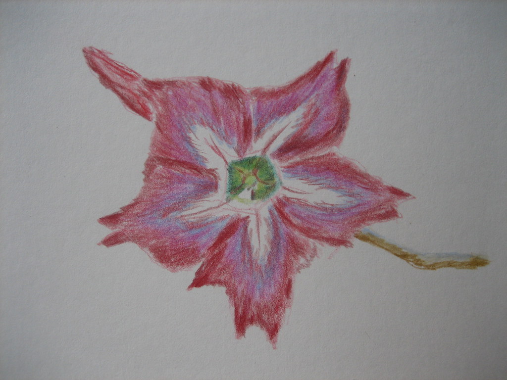 Desert Rose From A Demo In Leisure Painter Louisa 15 Flickr,Capodimonte
