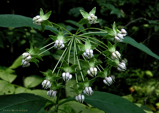 Poke Milkweed - Asclepias exaltata  -  Apocynaceae: Dogbane family