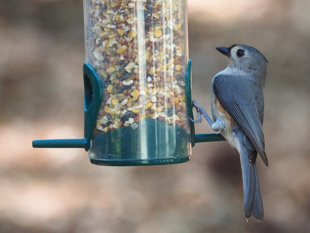 tufted titmouse | OLYMPUS DIGITAL CAMERA | carlinsc | Flickr