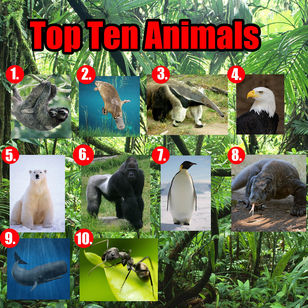 Top Ten Animals | Here are my ten favorite animals! 1. 3 Toe… | Flickr