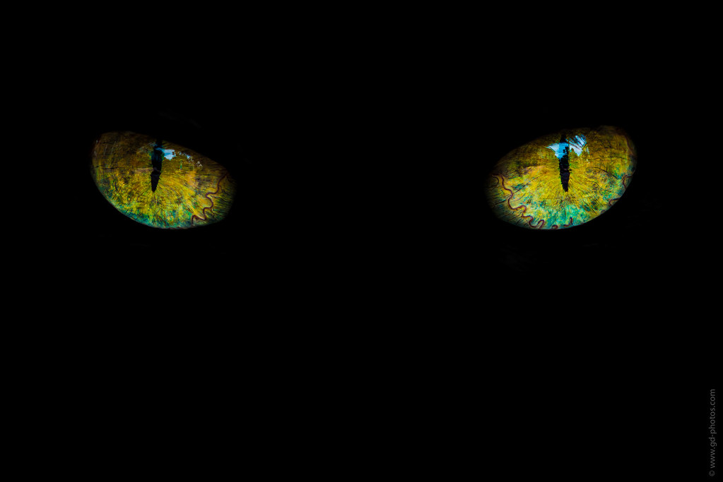 Cat eyes in the dark | Some feline is looking at you... | Guillaume ...
