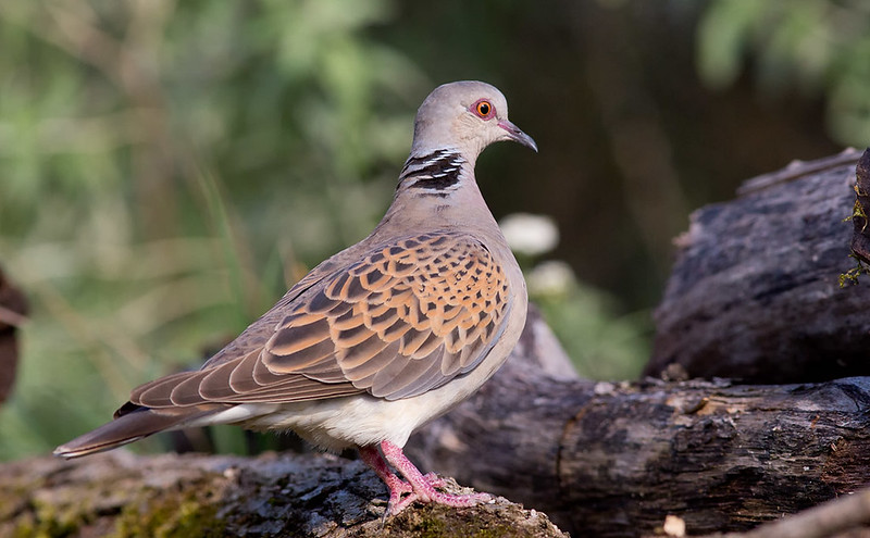 Turtle Dove [one of my 'target' species for this trip]
