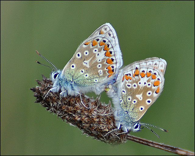 Common Blue butterflies