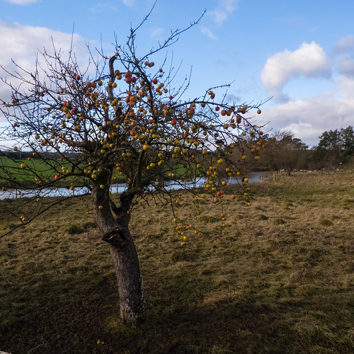Apples still on the tree, January