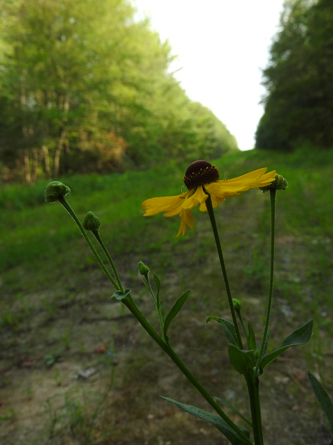 Flower in a Field.