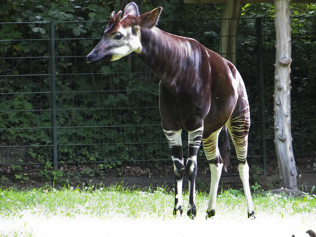 Okapi | Berlin Zoo