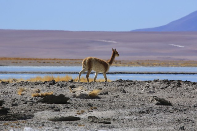 Shy Vicuna Altiplano Landscape  Salar de Chalviri Andean High Plateau Bolivia South America