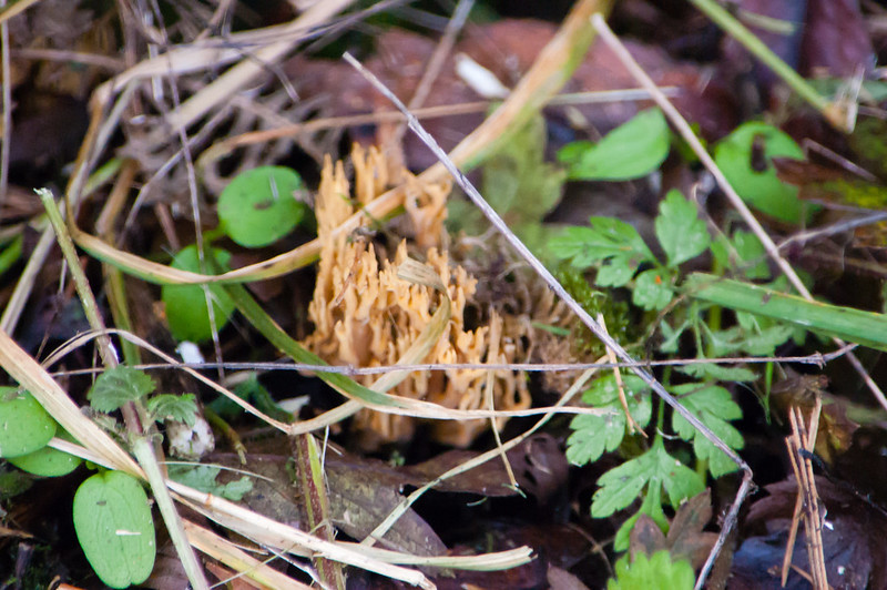 Upright coral fungus, Castlecroft
