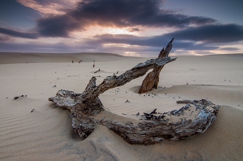 sunset landscape log sand dunes australia nsw hatheadnationalpark