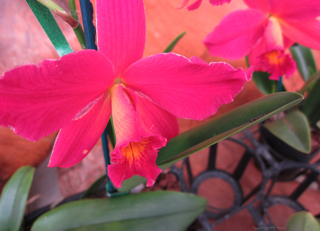 Pinkest Orchid