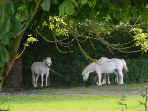 White horses Lewes Circular via West Firle