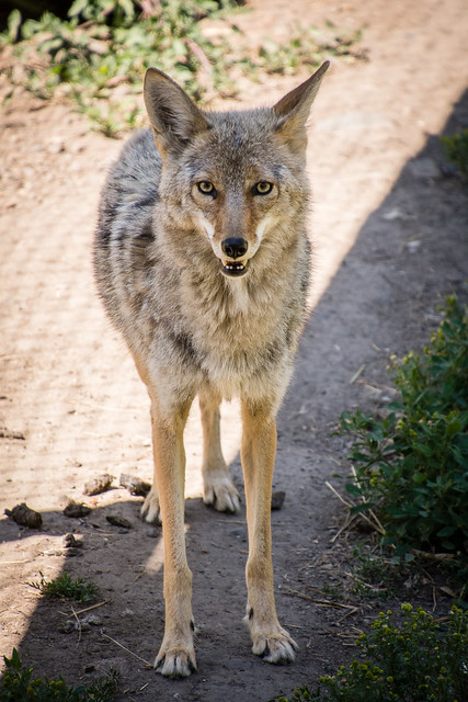 coyote