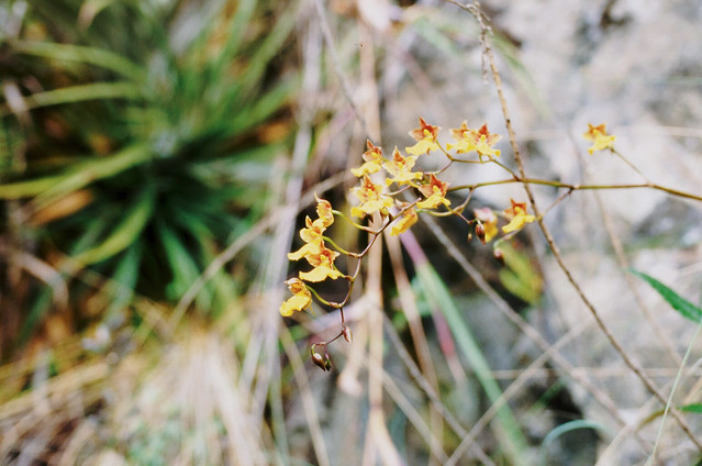 Orchids at 3500m