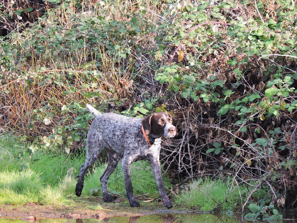 Switching From German Wirehaired Pointer Puppy Food To Adult Food 