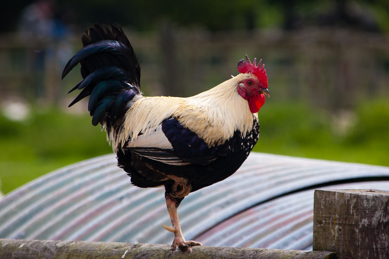 Cock on fence, Northycote