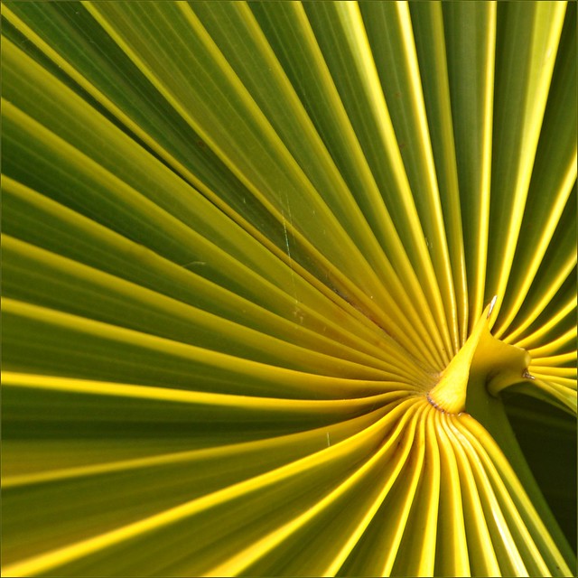 Details of a Leaf