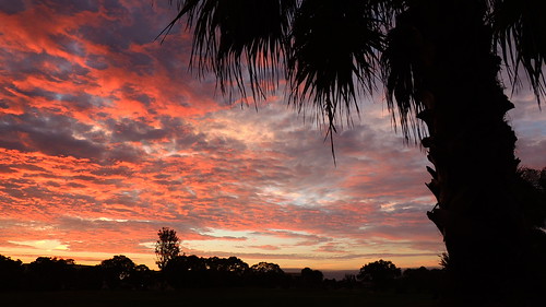 morning pink orange tree silhouette night clouds sunrise dawn flickr palm mullhaupt jimmullhaupt