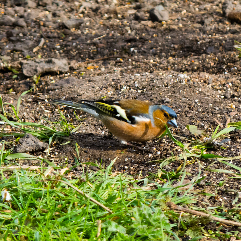 Male chaffinch on the ground