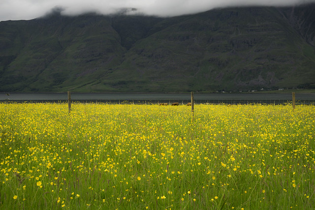 Yellow wild flowers in a meadow at The Torridon Hotel, The Scottish Highlands, Scotland