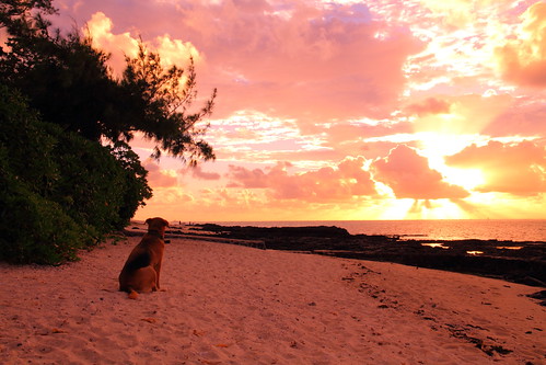 africa blue red sky dog sunrise dawn bay indianocean mauritius daybreak moring bluebay skytheme モーリシャス
