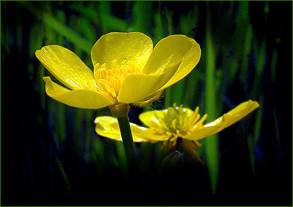 Butter Cups | Ranunculus is a large genus of about 600 speci… | Flickr