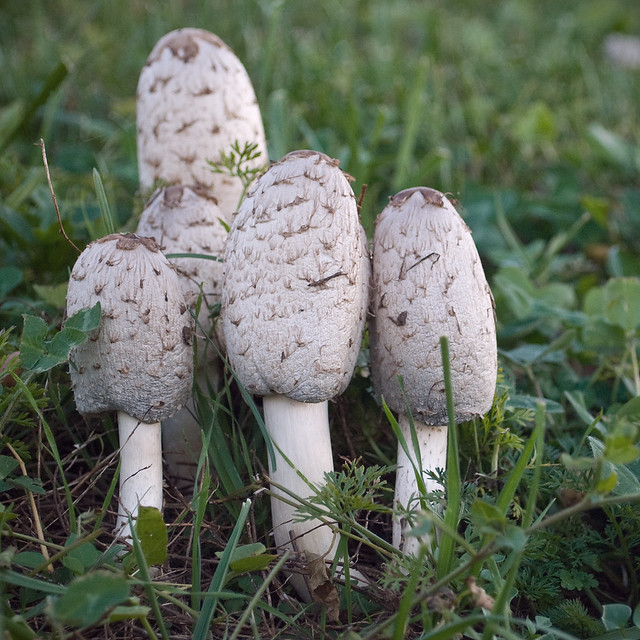 November Mushrooms