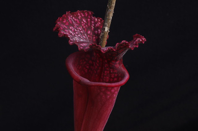 S. Leucophylla x 'Přemysl Otakar I' CLONE A
