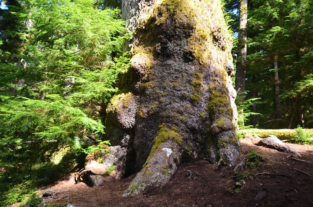 Sitka Spruce Giant at Windy Bay - Lyell Island, Haida Gwaii, British Columbia, Canada.