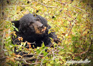 Bear eating hawthorn berries | by jaki good miller