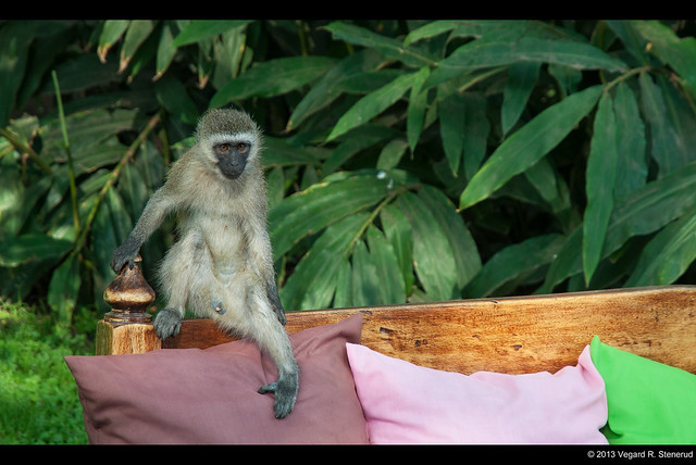 Curious vervet monkey