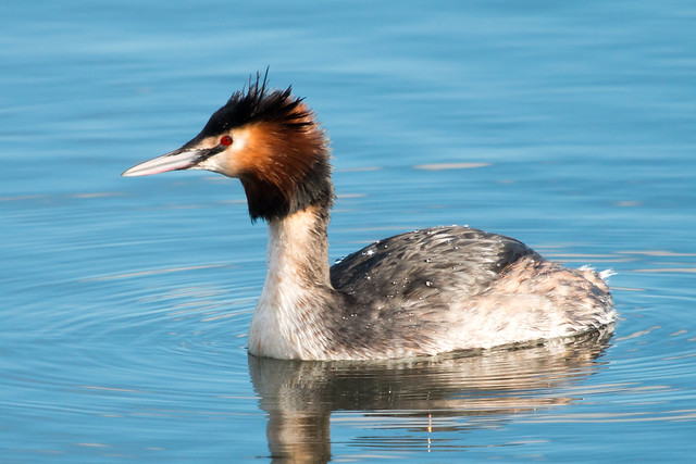Great Crested Grebe (Explored)