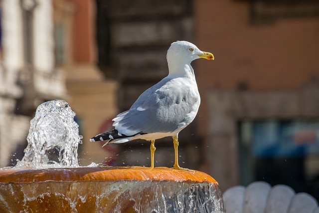 Most important: It's Water