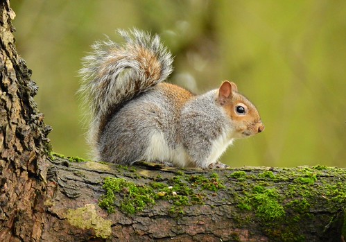 Grey squirrel | by Jayney R